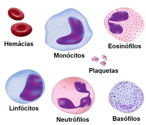 Sangue Fun Es Tipos E Componentes Mundo Educa O C Lulas