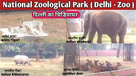 National Zoological Park Delhi Zoo Vlogs Online Ticket Booking