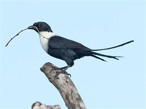 Explore The World Of The White Necked Myna Streptocitta Albicollis