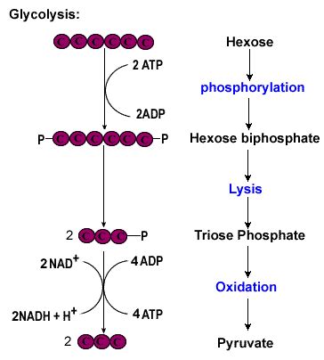 Respiration Glycolysis Biology Notes For A Level