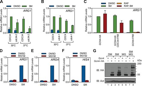 Interaction Of Gcn4 With Target Gene Chromatin Is Modulated By