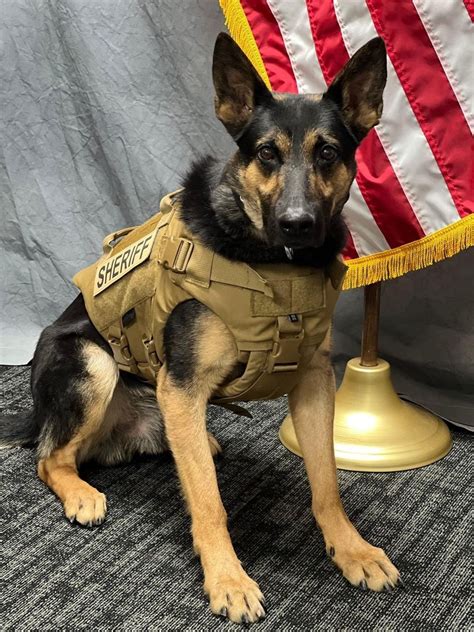 Fond Du Lac Sheriff K9 Improving After Shooting KFIZ News Talk 1450 AM