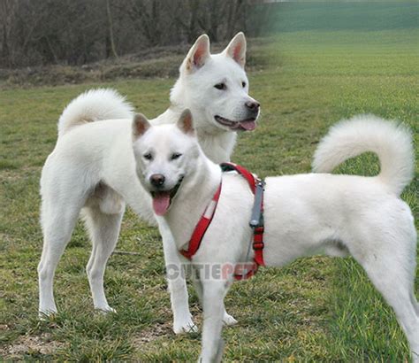 Kishu Ken dog popularity, price, lifespan, origin, colors, temperament