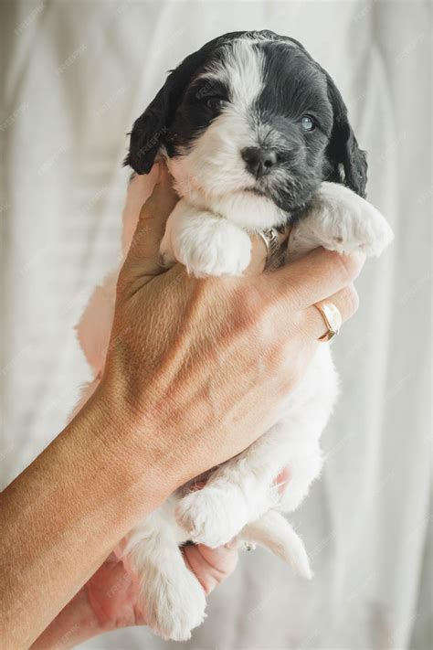 Black And White Labradoodle Puppies