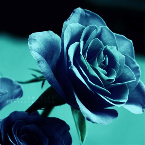 Teal Rose Wallpapers Top Free Teal Rose Backgrounds Wallpaperaccess