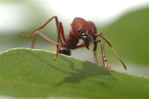 Leaf Cutter Ants