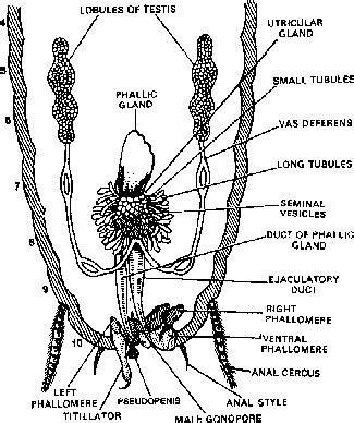 Reproductive System of Cockroach