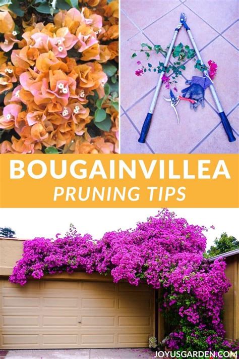 Bougainvillea Pruning Tips: Everything You Need to Know