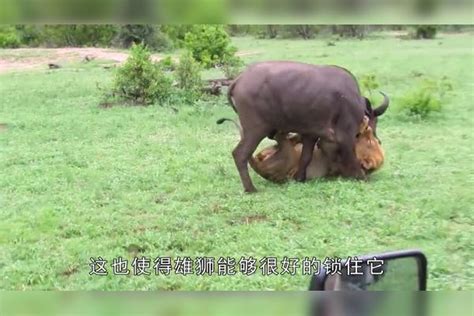 雄狮单挑野牛群，落单的野牛直接被锁死，强如狮子也会失手野牛群狮子单挑