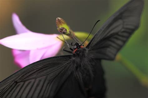 Imagen Gratis Flor Insecto Naturaleza Mariposa Negra Polilla