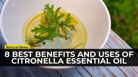 Organic Citronella Essential Oil Is One Of The Most Versatile Essential Oils On The Planet