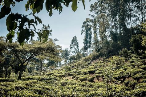 Highlights Im Hochland Sri Lankas