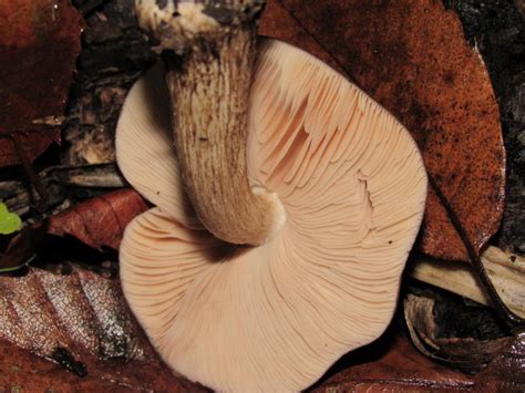 Pluteus Pouzarianus Singer 1983 Biodiversidade