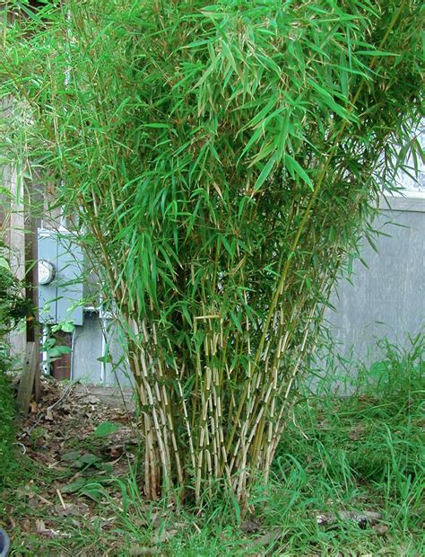 Fargesia Robusta Faro Bamboo Sourcery Nursery And Gardens