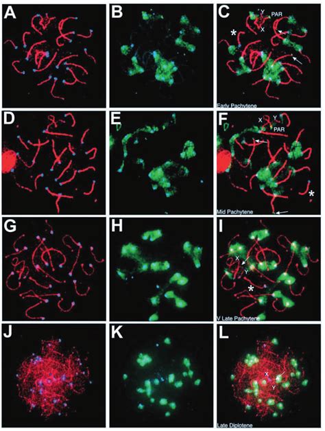 Me 3 K20H4 Localises To The Centromeric And Telomeric Heterochromatin