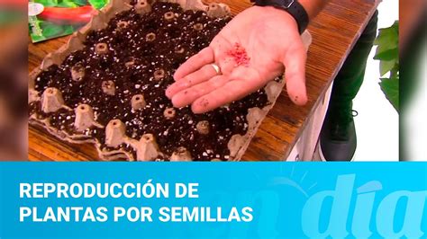 Plantas Que Se Reproducen Por Semillas Ejemplos