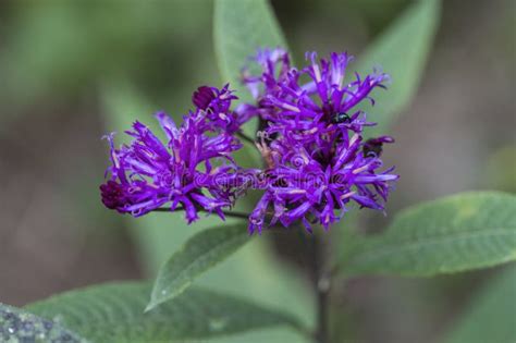 Tall Purple Ironweed Wildflowers Vernonia Gigantea Stock Photo