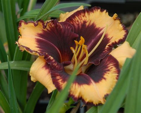 Tiger Blood | Strictly Daylilies