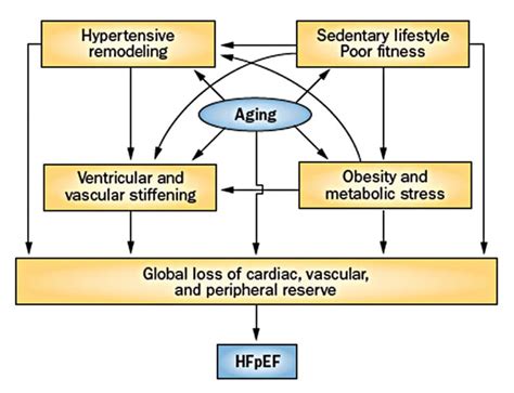 Heart Failure With Preserved Ejection Fraction Hfpef More Than