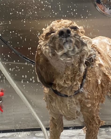 craigslist memphis tennessee pets 1