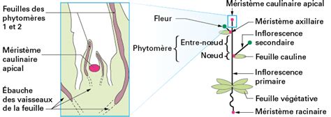 La plante un développement localisé et contrôlé Sciences de la vie