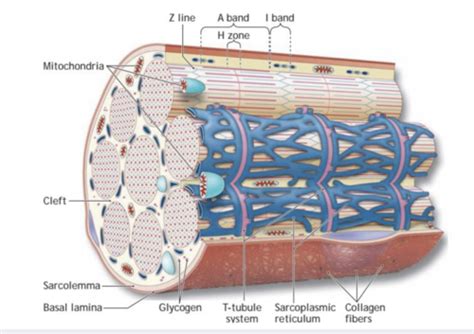 Physiology Ch 3 Flashcards Quizlet