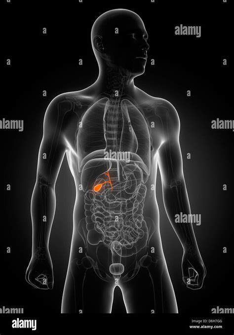 Anatomie de la vésicule biliaire Banque de photographies et dimages à