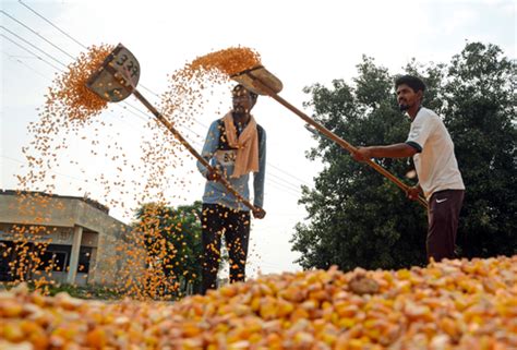 कृषि क्षेत्र में जलवायु संकट भंडारण की समस्या और निर्यात प्रतिबंधों की वजह से बढ़ी परेशानी से