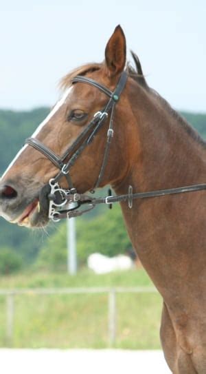 brown baby horse running on field free image | Peakpx