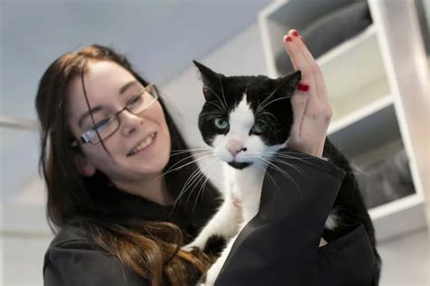 Students At Hopwood Hall Feline Fine In Cat Rehoming Project