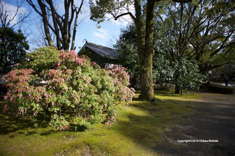 Japanese garden :: Behance