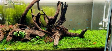 How To Prepare Driftwood For Aquarium (Step-by-Step Guide)