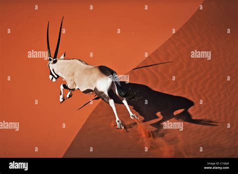 Gemsbok Oryx Gazella In Typical Desert Habitat Namibian Desert Sand