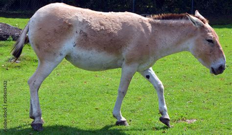 Foto De The Onager Equus Hemionus Also Known As Hemione Or Asiatic