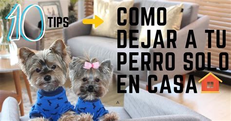 Consejos Para Dejar A Perro Solo En Casa Mascotas Saint Daniel