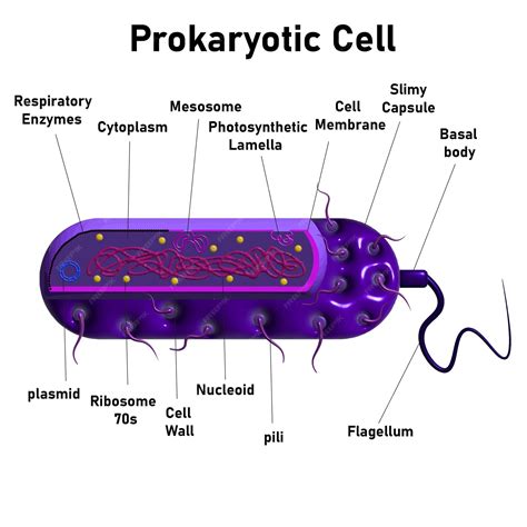 Premium Vector | Prokaryotic Cell