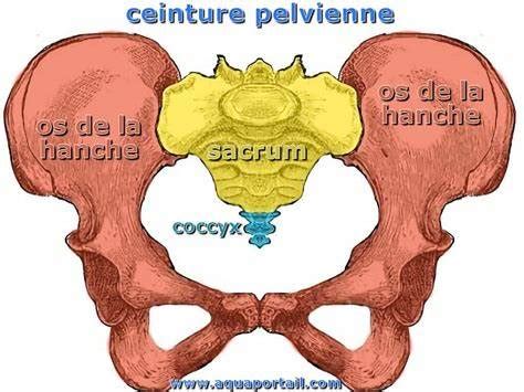 Membre Inf Rieur Pt Cartes Quizlet