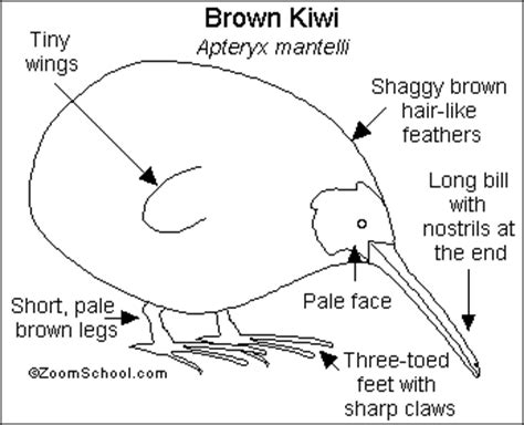 Kiwi Bird Wingspan