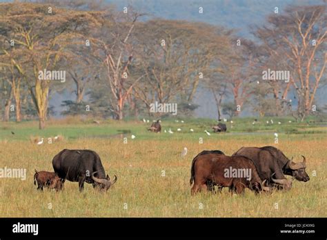 Grazing African Buffalos Syncerus Caffer With Egrets Lake Nakuru