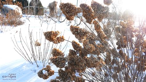 Hydrangea In Winter Photo - DIY