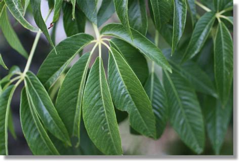 California Buckeye (Aesculus californica) Leaves