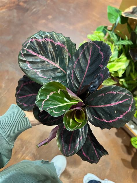 Calathea Dottie Purple and Pink Calathea Plant in 4in Pot Free Shipping ...