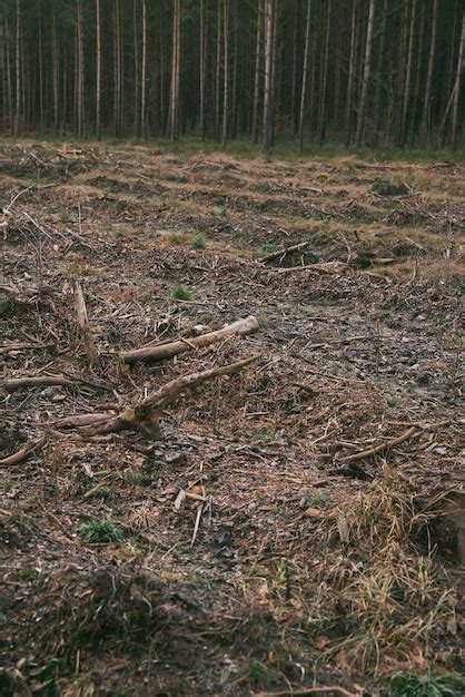 Quest Es Ambientais E Ecol Gicas Destrui O De Florestas De Pinheiros