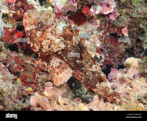 Black Scorpionfish Hi Res Stock Photography And Images Alamy