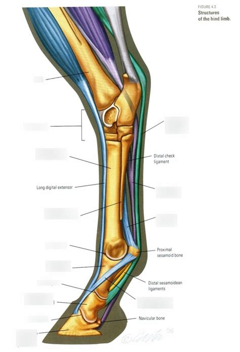 ANSC 3303 Test 2 Hind Limb Diagram Quizlet