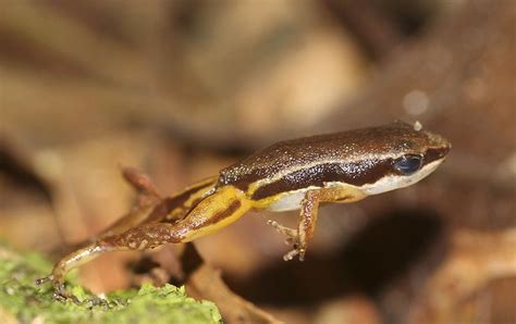 The Amazing Lives of Leaping Wildlife - The National Wildlife ...