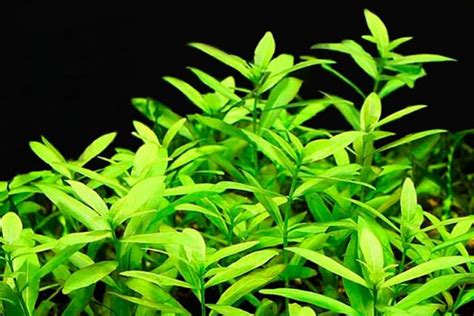 Hygrophila Polysperma Care Guide Planting Growing And Propagation