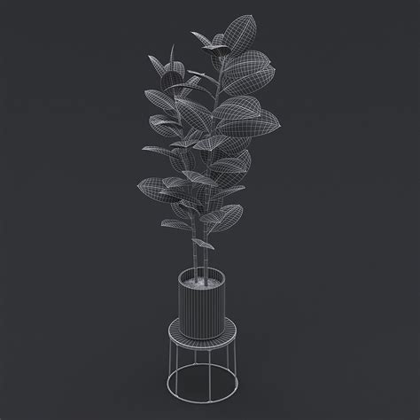 Burgundy Rubber Plant Ii 3d Model By Fusemesh