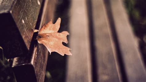 Wallpaper Sunlight Fall Leaves Depth Of Field Wood Branch Bench