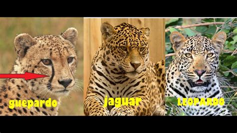 Diferencias Entre Guepardo Leopardo Y Jaguar Arjal